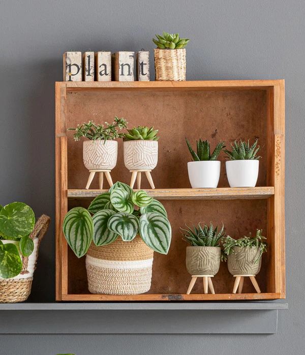 Wassermelonen-Peperomie - Peperomia Argyreia 2 Wassermelonen-Peperomie - Peperomia Argyreia – Bild 2