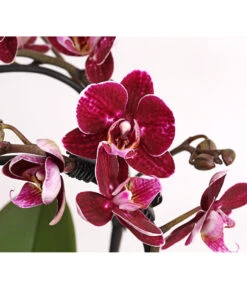 Midi Schmetterlingsorchidee - Phalaenopsis Cultivars, Zweitriebig, Verschiedene Sorten -Gardena Verkäufe 8245052 PR DE 001 PhalaenposisHybrideT9DehnerExpressHerzig