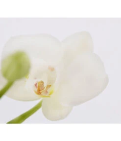 Midi Schmetterlingsorchidee - Phalaenopsis Cultivars, Zweitriebig, Verschiedene Sorten -Gardena Verkäufe 8245052 PR DE 001 PhalaenposisHybrideT9MidiOrchideeDehnerExpressZS
