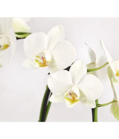 Midi Schmetterlingsorchidee - Phalaenopsis Cultivars, Zweitriebig, Verschiedene Sorten -Gardena Verkäufe 8245052 PR DE 002 PhalaenposisHybrideT9DehnerExpressHerzig