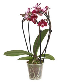 Midi Schmetterlingsorchidee - Phalaenopsis Cultivars, Zweitriebig, Verschiedene Sorten -Gardena Verkäufe 8245052 PR FS 001 PhalaenposisHybrideT9DehnerExpressHerzig