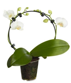 Midi Schmetterlingsorchidee - Phalaenopsis Cultivars, Zweitriebig, Verschiedene Sorten -Gardena Verkäufe 8245052 PR FS 001 PhalaenposisHybrideT9MidiOrchideeDehnerExpressZS
