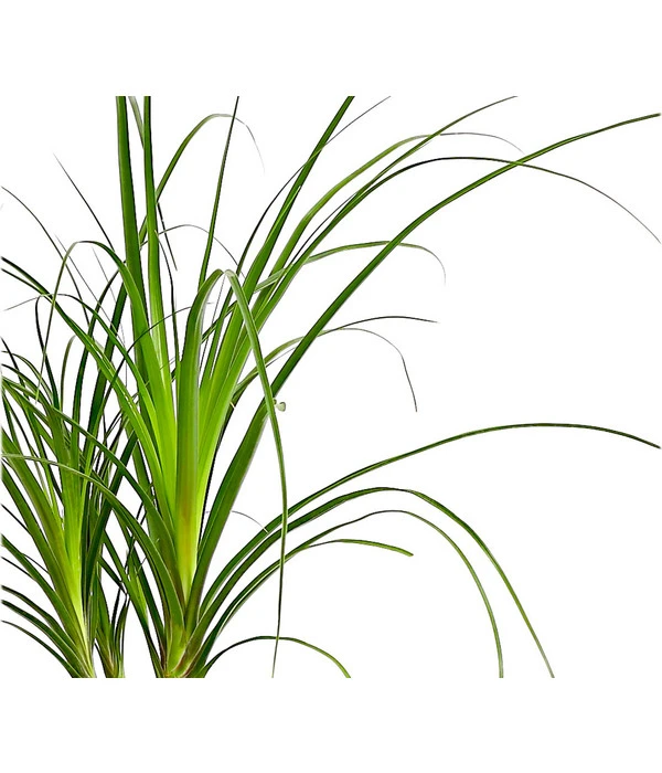 Elefantenfuß - Beaucarnea Recurvata 2 Elefantenfuß - Beaucarnea Recurvata – Bild 2