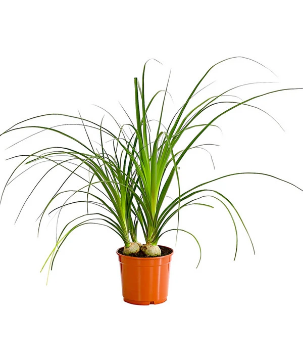 Elefantenfuß - Beaucarnea Recurvata 1 Elefantenfuß - Beaucarnea Recurvata