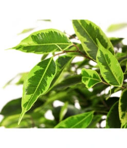 Birkenfeige - Ficus Benjamini 'Anastasia' 5 Birkenfeige - Ficus Benjamini 'Anastasia' -Gardena Verkäufe 8248510 WE DE 002 FicusAnastasiaT21