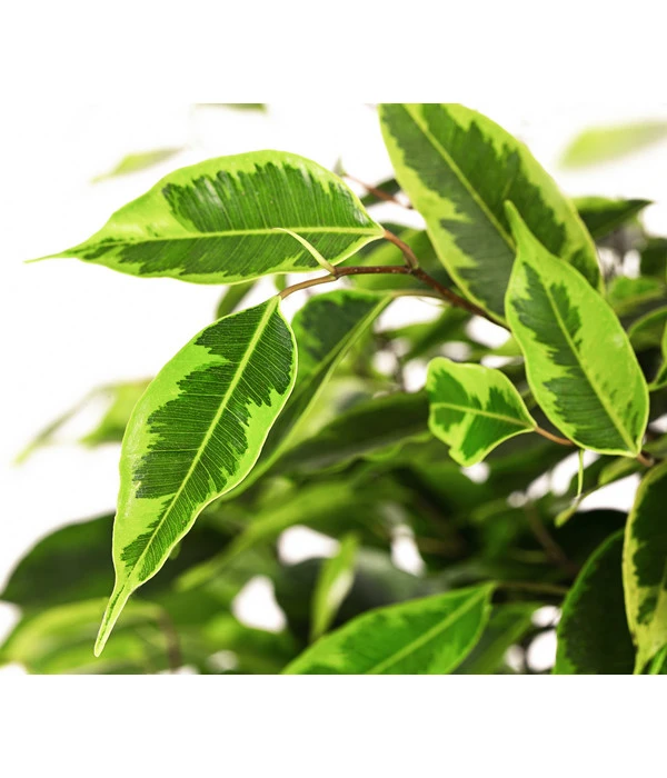 Birkenfeige - Ficus Benjamini 'Anastasia' 3 Birkenfeige - Ficus Benjamini 'Anastasia' – Bild 3