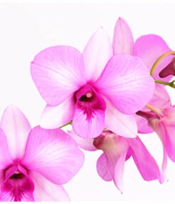 Dendrobium - Dendrobium Cultivaris, Verschiedene Sorten -Gardena Verkäufe 8250771 WE DE 002 DendrobiumSonderfarbenT12DehnerExpressHerzig