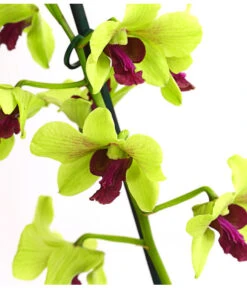 Dendrobium - Dendrobium Cultivaris, Verschiedene Sorten -Gardena Verkäufe 8250771 WE DE 003 DendrobiumSonderfarbenT12DehnerExpressHerzig