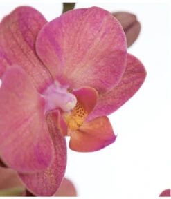 Schmetterlingsorchidee - Phalaenopsis Cultivars -Gardena Verkäufe 8251555 PR DE 002 Phalaenopsis3TrieberSortenmixT12SchmetterlingsorchideeDehnerExpressZS