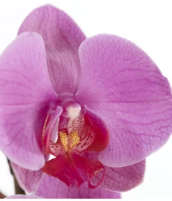 Schmetterlingsorchidee - Phalaenopsis Cultivars -Gardena Verkäufe 8251555 PR DE 004 Phalaenopsis3TrieberSortenmixT12SchmetterlingsorchideeDehnerExpressZS