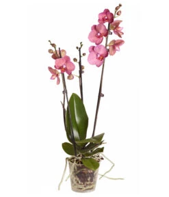 Schmetterlingsorchidee - Phalaenopsis Cultivars -Gardena Verkäufe 8251555 PR FS 002 Phalaenopsis3TrieberSortenmixT12SchmetterlingsorchideeDehnerExpressZS