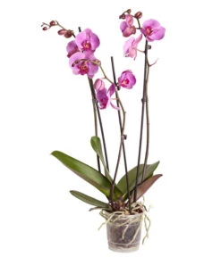 Schmetterlingsorchidee - Phalaenopsis Cultivars -Gardena Verkäufe 8251555 PR FS 004 Phalaenopsis3TrieberSortenmixT12SchmetterlingsorchideeDehnerExpressZS