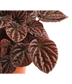 Peperomie - Peperomia Caperata 'Red' -Gardena Verkäufe 8252280 WE DE 001 ZwergpfefferPeperomiaCaperataLilianRedT12DehnerExpressHerzig