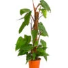 Baumfreund - Philodendron 'Red Emerald'