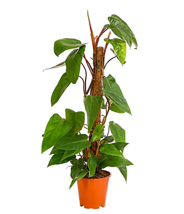Baumfreund - Philodendron 'Red Emerald' 1 Baumfreund - Philodendron 'Red Emerald'