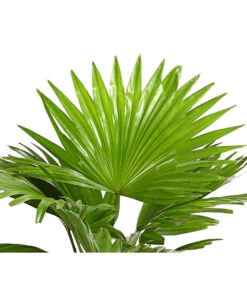 Rundblättrige Schirmpalme - Livistona Rotundifolia -Gardena Verkäufe 8255853 WE DE 001 LivistonaRotunddifoliaT12DehnerExpressHerzig