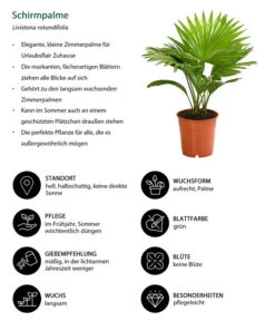 Rundblättrige Schirmpalme - Livistona Rotundifolia -Gardena Verkäufe 8255853 WE IG 001 LivistonaRotunddifoliaT12DehnerExpressHerzig