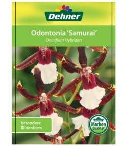 Odontonia-Orchidee - Odontonia Hybriden 'Samurai' 6 Odontonia-Orchidee - Odontonia Hybriden 'Samurai' -Gardena Verkäufe 8256158 OdontoniaSamuraiEtikett1