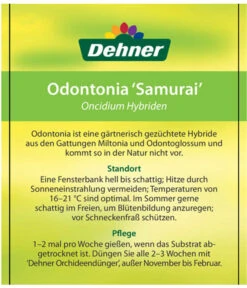Odontonia-Orchidee - Odontonia Hybriden 'Samurai' 7 Odontonia-Orchidee - Odontonia Hybriden 'Samurai' -Gardena Verkäufe 8256158 OdontoniaSamuraiEtikett2