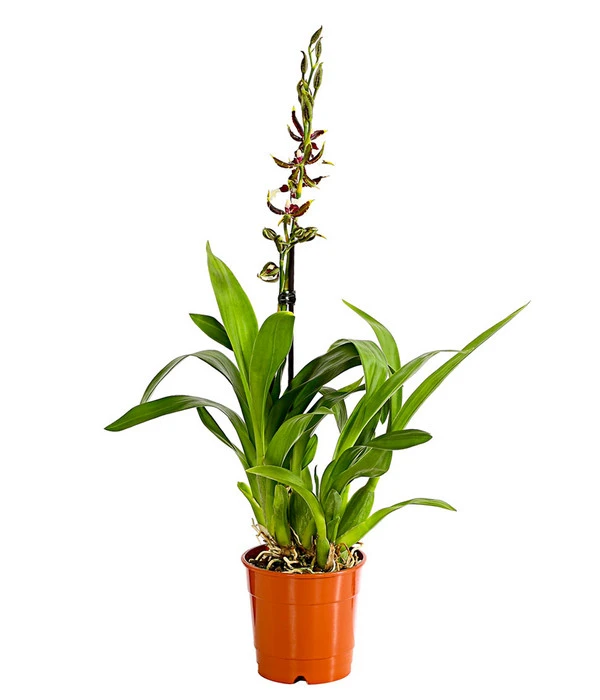 Odontonia-Orchidee - Odontonia Hybriden 'Samurai' 1 Odontonia-Orchidee - Odontonia Hybriden 'Samurai'