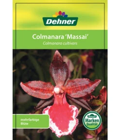 Tigerorchidee - Colmanara Cultivars 'Massai' -Gardena Verkäufe 8256174 8256182 ColmanaraCultivars 19122016 1