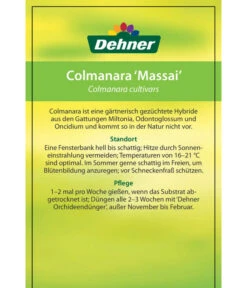Tigerorchidee - Colmanara Cultivars 'Massai' -Gardena Verkäufe 8256174 8256182 ColmanaraCultivars 19122016 2
