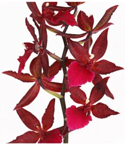 Tigerorchidee - Colmanara Cultivars 'Massai' -Gardena Verkäufe 8256174 PR DE 002 ColmanaraMassai1TrieberT12DehnerExpressHerzig