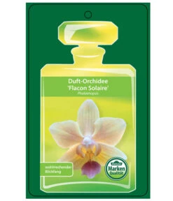 Duft-Orchidee - Phalaenopsis-Hybride 'Flacon Solaire' -Gardena Verkäufe 8257909 Etikett1PhalaenopsisFlaconSolaire 02072018