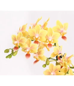 Duft-Orchidee - Phalaenopsis-Hybride 'Flacon Solaire' -Gardena Verkäufe 8257909 WE DE 001 SchmetterlingsorchideePhalaenopsisDuftT12DehnerExpressHerzig