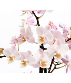Duft-Orchidee - Phalaenopsis-Hybride 'Flacon Solaire' -Gardena Verkäufe 8257909 WE DE 002 SchmetterlingsorchideePhalaenopsisDuftT12DehnerExpressHerzig