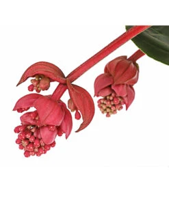 Medinille - Medinilla Magnifica 'Flamenco' -Gardena Verkäufe 8266116 PR DE 001 MedinillaFlamencoMedinillaMagnificaT17DehnerExpressHerzig