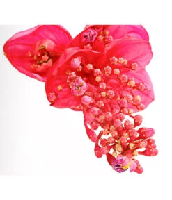 Medinille - Medinilla Magnifica 'Flamenco' -Gardena Verkäufe 8266116 PR DE 002 MedinillaMagnificaFlamencoDehnerExpressHerzig