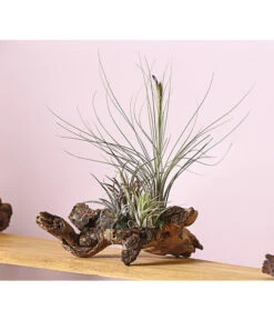 Tillandsien-Arrangement Auf Wurzelbaum - Tillandsia Hybride, 3-teilig -Gardena Verkäufe 8270332 WE MO 001 TIllandsienAufMopaniwurzelXXL5PflanzenDehnerExpressHerzig
