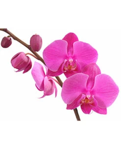 Schmetterlingsorchidee - Phalaenopsis Cultivars, Verschiedene Sorten -Gardena Verkäufe 8280919 PR DE 003 Phalaenopsis4TrieberMixT12DehnerExpressHerzig