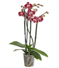 Schmetterlingsorchidee - Phalaenopsis Cultivars, Verschiedene Sorten -Gardena Verkäufe 8280919 PR FS 002 Phalaenopsis4TrieberMixT12DehnerExpressHerzig