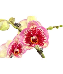 Schmetterlingsorchidee - Phalaenopsis Cultivars 'Twister' -Gardena Verkäufe 8280927 PR DE 002 PhalaneopsisTwisterSchmetterlingsorchideeT12DehnerExpressHerzig