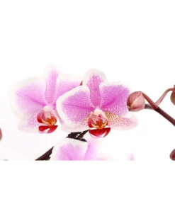 Schmetterlingsorchidee - Phalaenopsis Cultivars 'Twister' -Gardena Verkäufe 8280927 PR DE 003 PhalaneopsisTwisterSchmetterlingsorchideeT12DehnerExpressHerzig