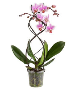 Schmetterlingsorchidee - Phalaenopsis Cultivars 'Twister' -Gardena Verkäufe 8280927 PR FS 003 PhalaneopsisTwisterSchmetterlingsorchideeT12DehnerExpressHerzig
