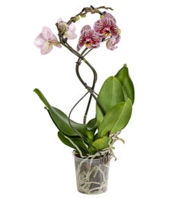 Schmetterlingsorchidee - Phalaenopsis Cultivars 'Twister' -Gardena Verkäufe 8280927 PR FS 004 PhalaneopsisTwisterSchmetterlingsorchideeT12DehnerExpressHerzig