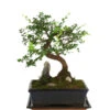 Bonsai Mit Fels In Keramik