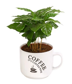 Kaffeepflanze - Coffea Arabica, Verschiedene Sorten, In Keramik -Gardena Verkäufe 8290074 WE FS 002 CoffeaInHenkeltasseT12DehnerExpressHerzig