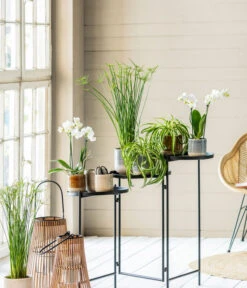 Gardena Verkäufe -Gardena Verkäufe 8295297 WE MO 001 PhalaenopsisMidiWeissCyperusGC052021