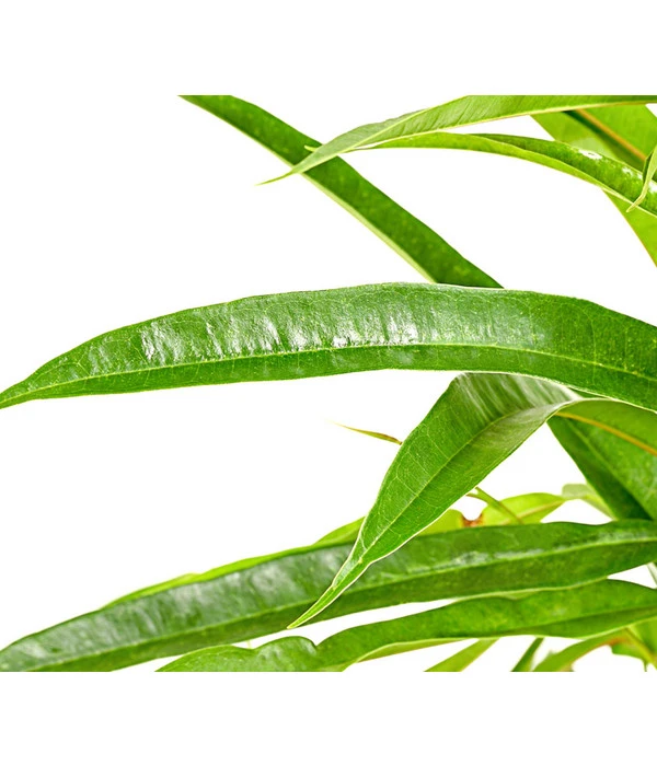 Langblättriger Feigenbaum - Ficus Binnendijkii 'Alii' 2 Langblättriger Feigenbaum - Ficus Binnendijkii 'Alii' – Bild 2