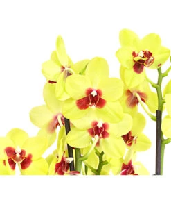 Schmetterlingsorchidee - Phalaenopsis Cultivars, Verschiedene Sorten -Gardena Verkäufe 8299695 PR DE 001 SchmetterlingsorchideePhalaenopsis4TrieberSFT13DehnerExpressHerzig