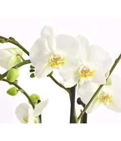 Schmetterlingsorchidee - Phalaenopsis Cultivars, Verschiedene Sorten -Gardena Verkäufe 8299695 PR DE 001 SchmetterlingsorchideePhalaenopsis4TrieberT15DehnerExpressHerzig