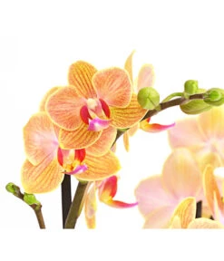 Schmetterlingsorchidee - Phalaenopsis Cultivars, Verschiedene Sorten -Gardena Verkäufe 8299695 PR DE 002 SchmetterlingsorchideePhalaenopsis4TrieberSFT13DehnerExpressHerzig