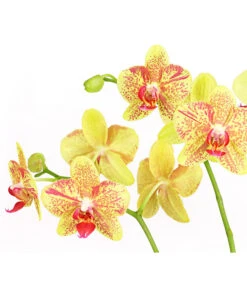 Schmetterlingsorchidee - Phalaenopsis Cultivars, Verschiedene Sorten -Gardena Verkäufe 8299695 PR DE 002 SchmetterlingsorchideePhalaenopsis4TrieberT15DehnerExpressHerzig