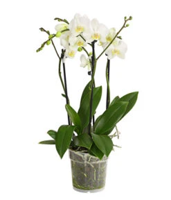 Schmetterlingsorchidee - Phalaenopsis Cultivars, Verschiedene Sorten -Gardena Verkäufe 8299695 PR FS 001 SchmetterlingsorchideePhalaenopsis4TrieberT15DehnerExpressHerzig