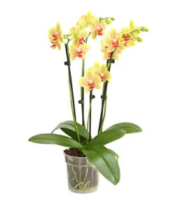 Schmetterlingsorchidee - Phalaenopsis Cultivars, Verschiedene Sorten