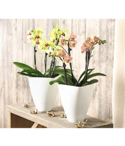 Schmetterlingsorchidee - Phalaenopsis Cultivars, Verschiedene Sorten -Gardena Verkäufe 8299695 PR MO 001 SchmetterlingsorchideePhalaenopsis4TrieberSFT13DehnerExpressHerzig